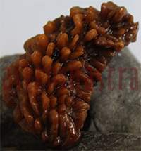 Rudraksh Beads & Pendants